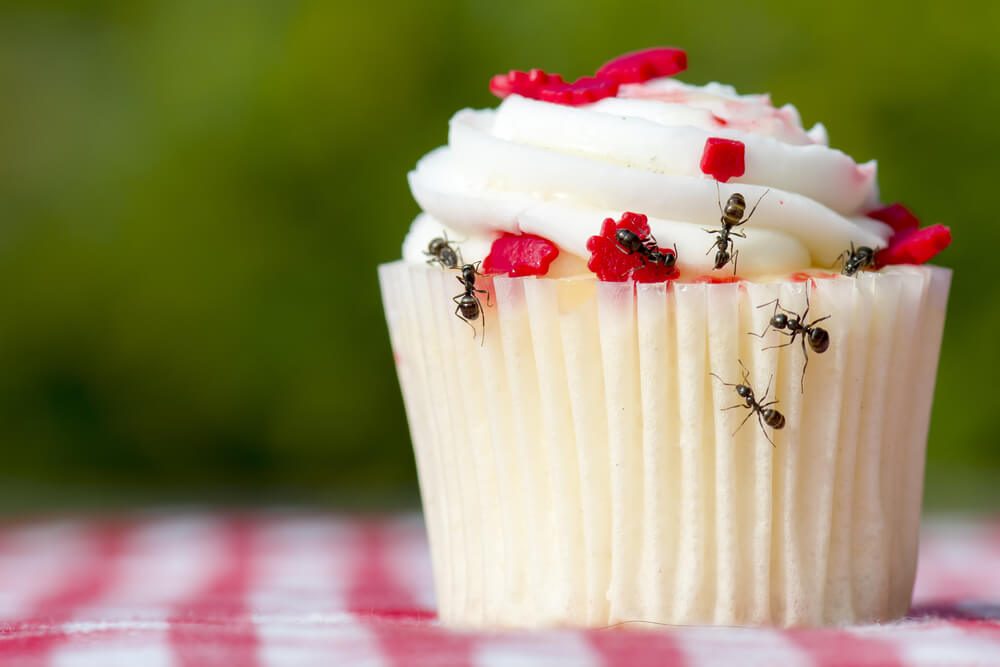 Ants-on-picnic-cupcake-blanket