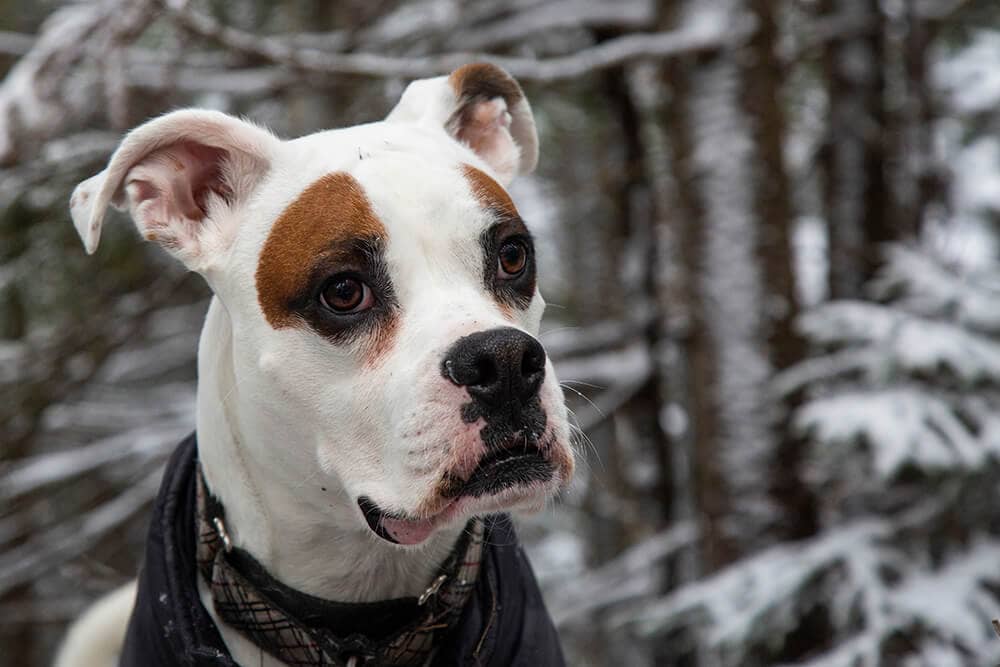 Boxer dog in winter camping with a look of concern