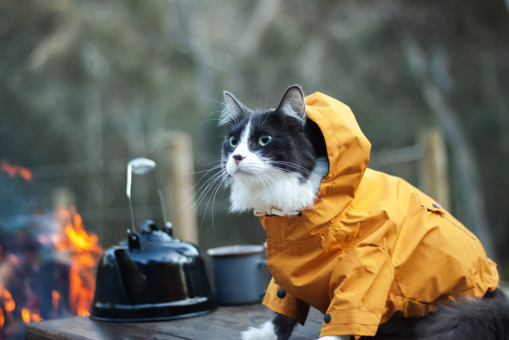 Cat camping with jacket