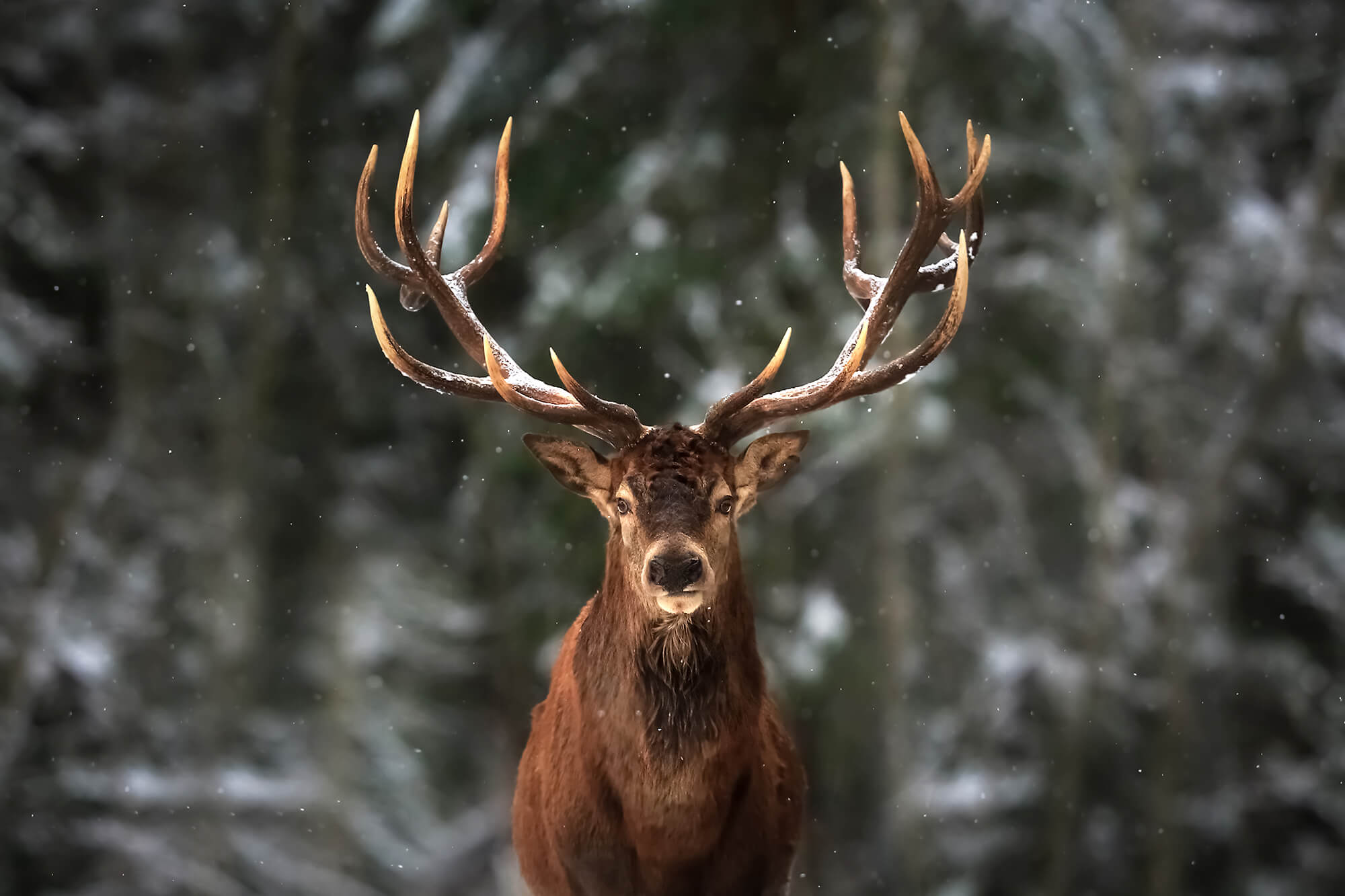 Deer in snow hunt deer and game using deer calendar movements