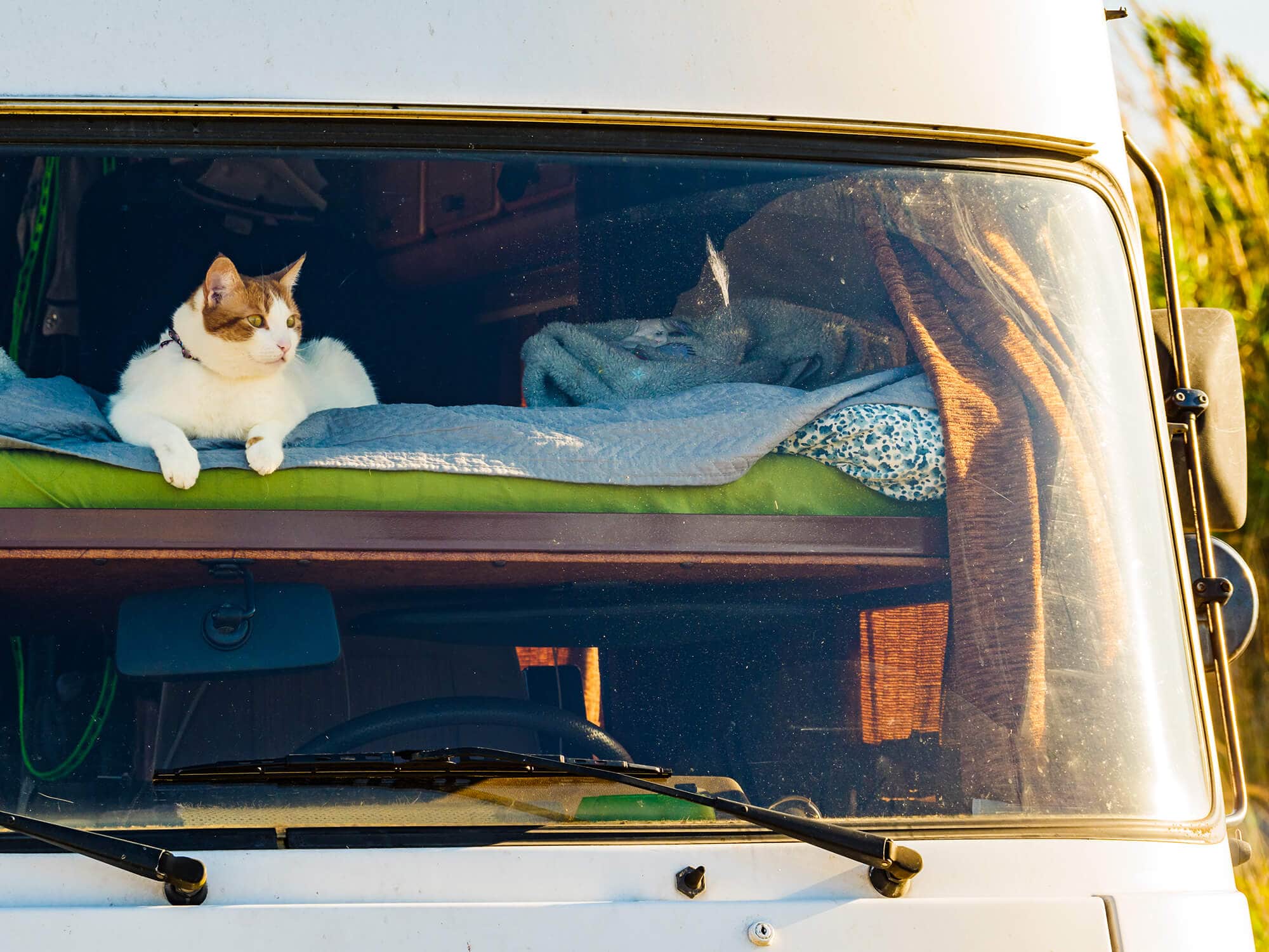 Featured image best campervan mattress cat looks on