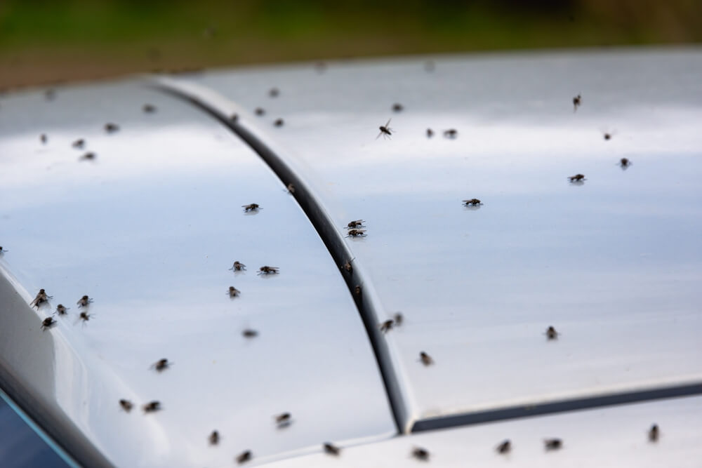 Flies on and in car removal