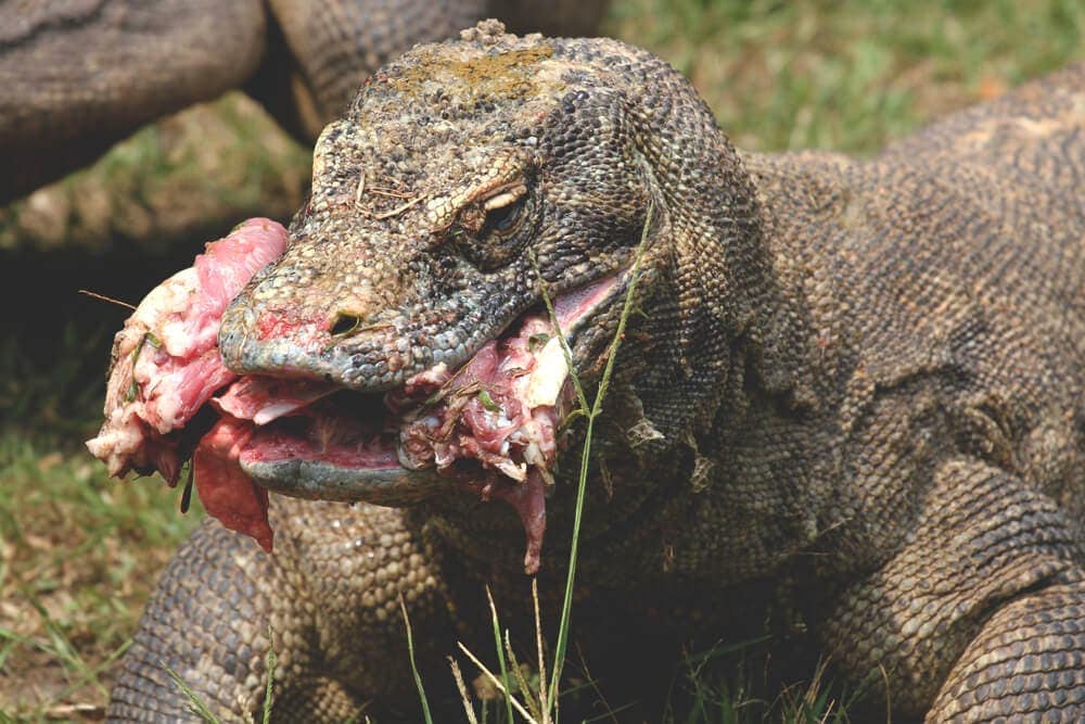 Komodo dragon feeding time eating meat