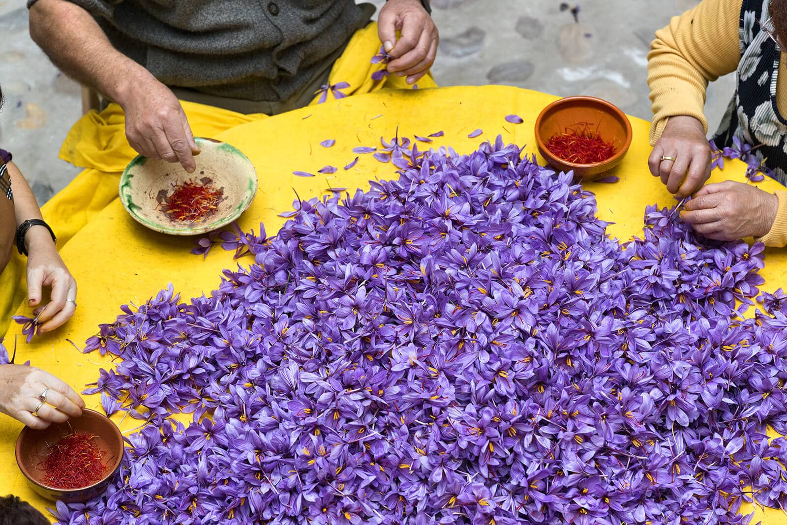 Three seated framers harvest red Saffron threads amongst a table of purple flowers