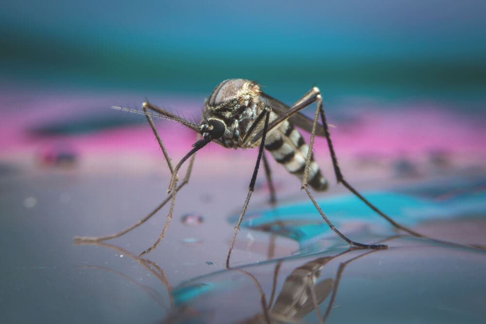 Mosquito close up on evening water body