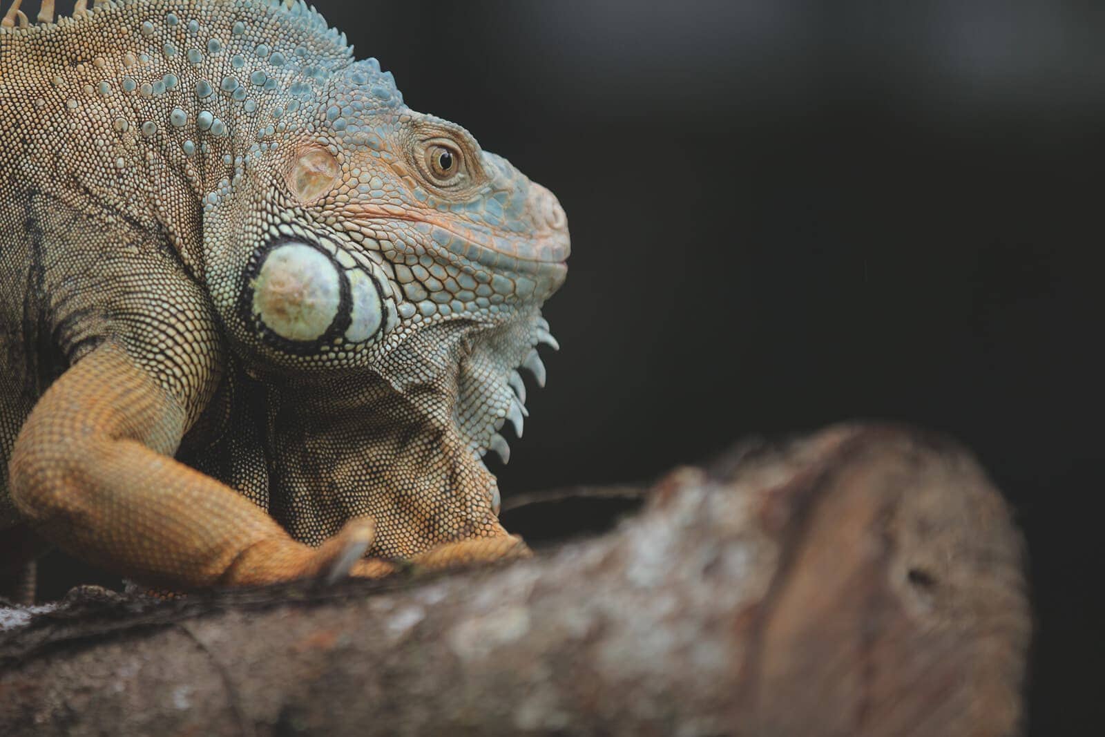 So What Lizards Eats In The Wild? Types And Diets Uncovered.
