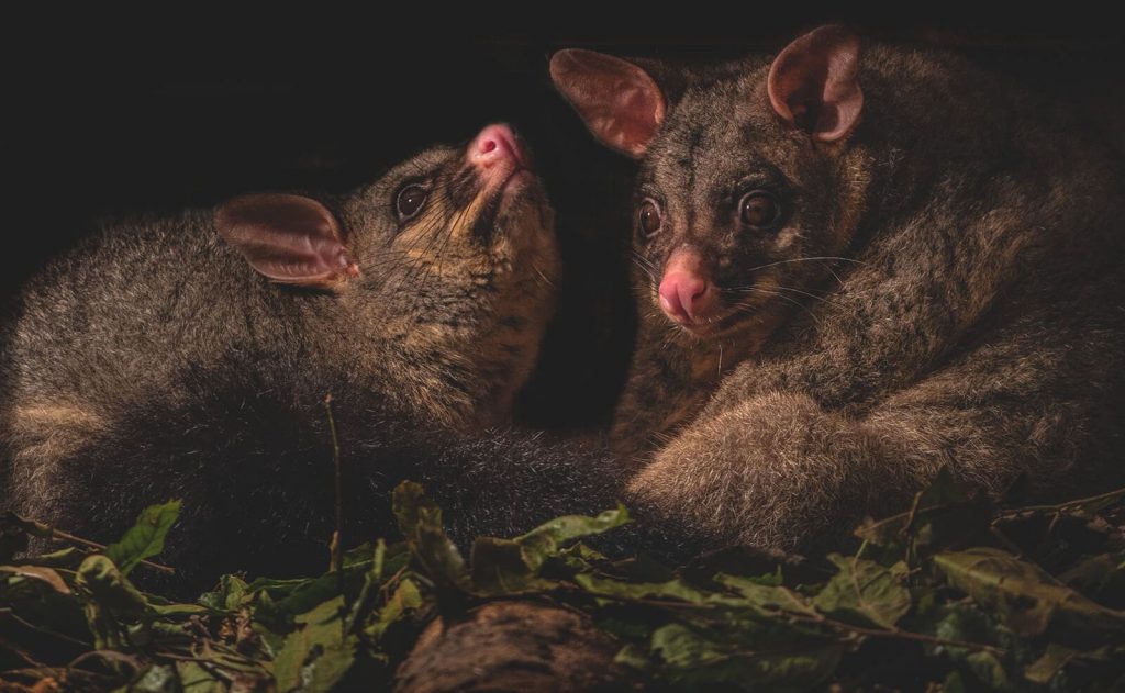Two Australian possums enjoying night time company and home