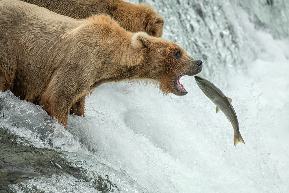 bear fishing