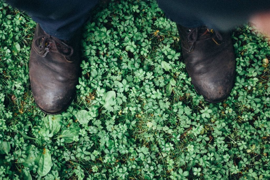 Standing over a patch of wild green clover looking down